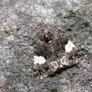 Image of Four-spotted moth