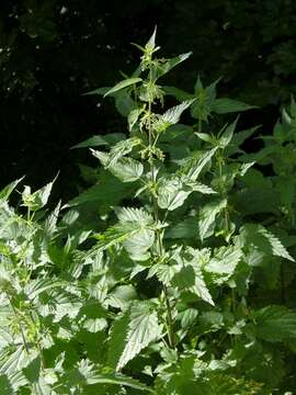 Image of nettle