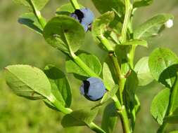 Image of blueberry