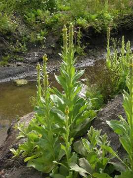 Image of mullein