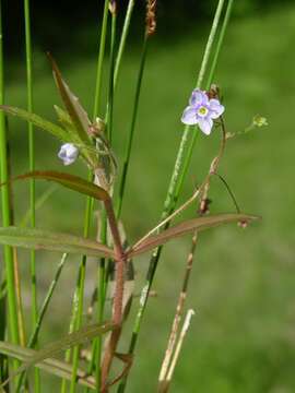 Image of Marsh Speedwell