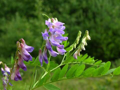 Plancia ëd Vicia