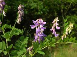 Plancia ëd Vicia