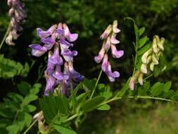 Plancia ëd Vicia