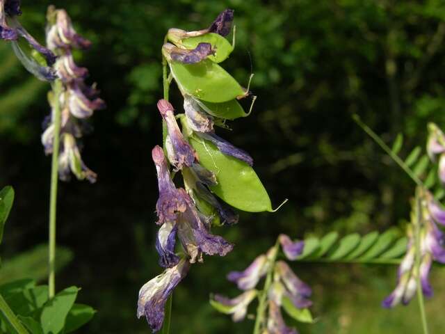 Plancia ëd Vicia