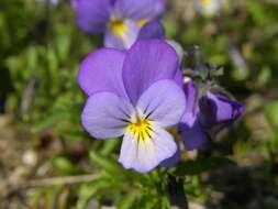 Image of violet