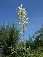 Image of yucca