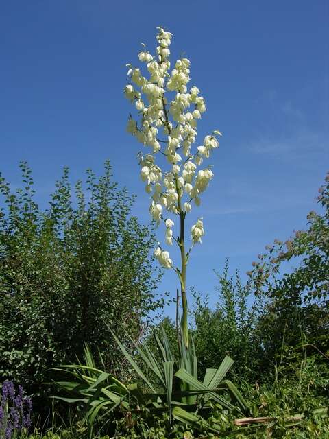 Image of yucca