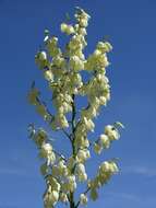 Image of yucca