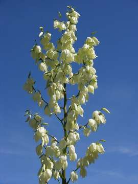 Image of yucca