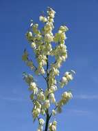 Image of yucca