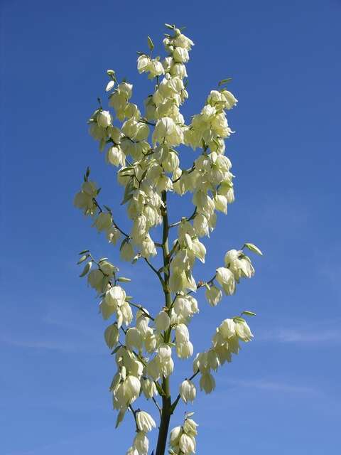 Image of yucca