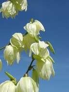 Image of yucca