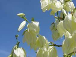 Image of yucca