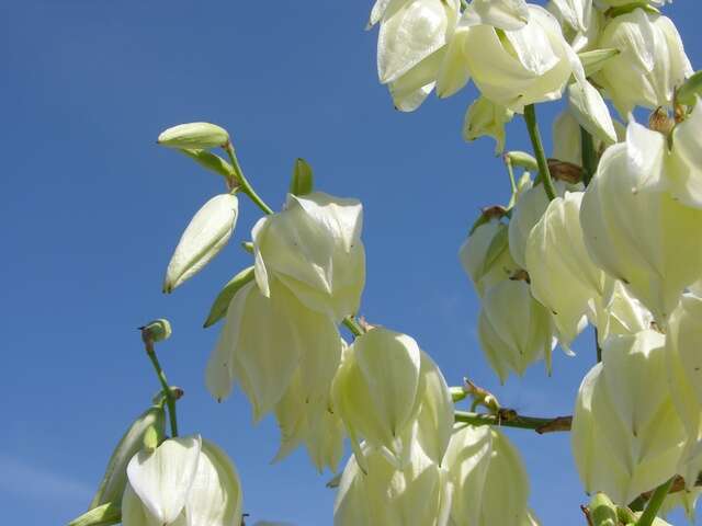 Image of yucca