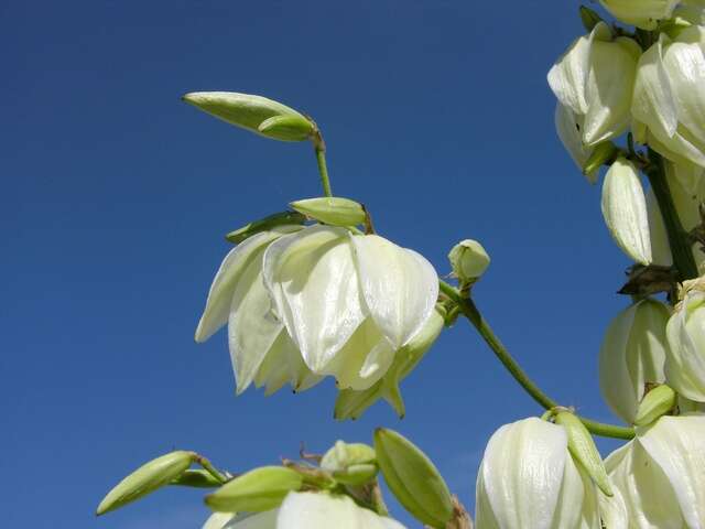 Image of yucca