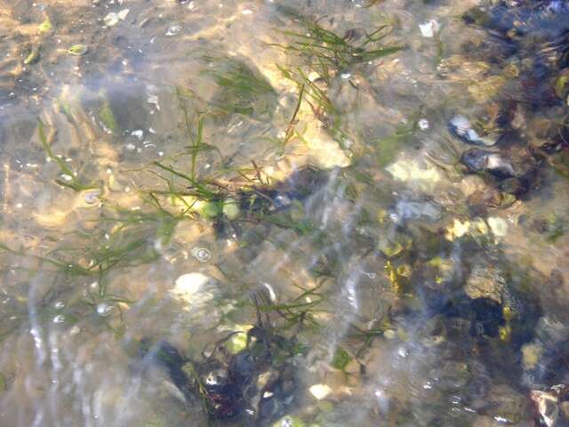 Image of eelgrass family