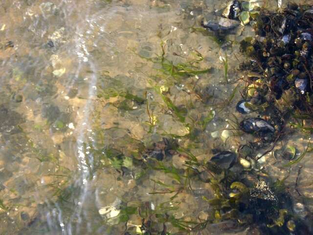 Image of eelgrass family