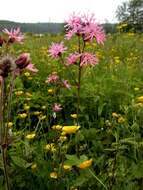 Image of Catchfly