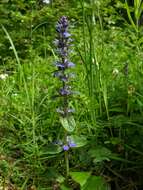 Image of Bugleweed