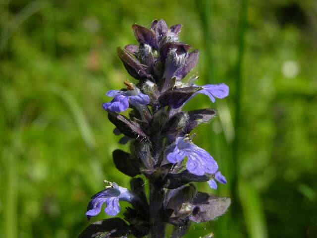 Image of Bugleweed