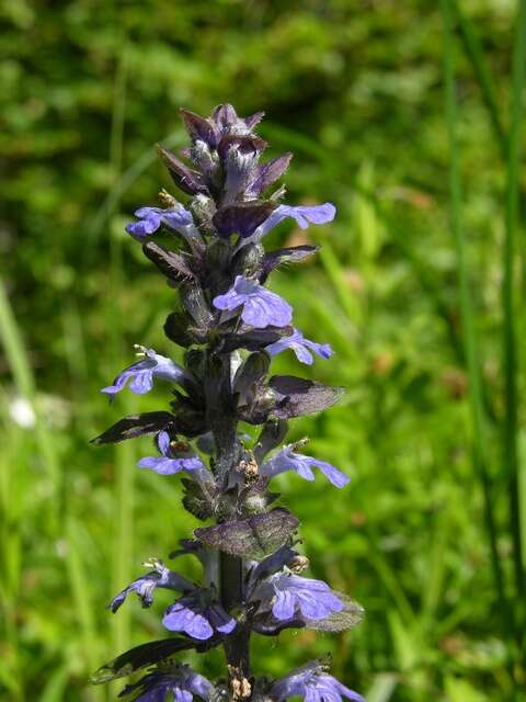 Image of Bugleweed