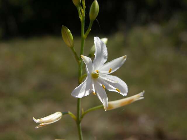 Image of Anthericum