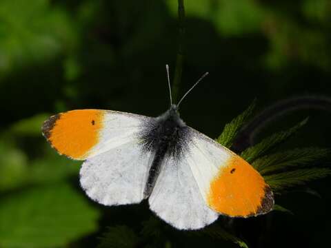 Image of Orangetips