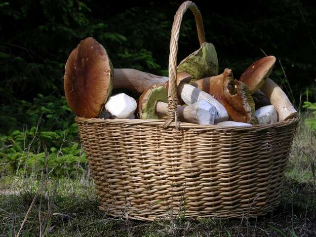 Image of boletes