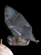 Image de Little Big-eared bat