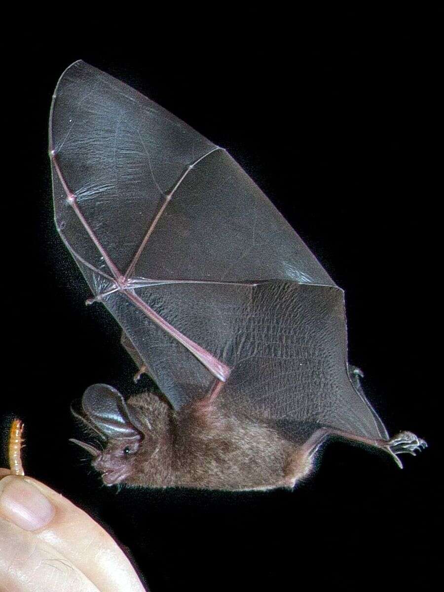 Image of little big-eared bat