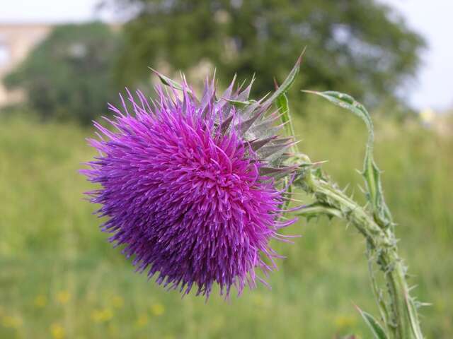 Image of plumeless thistle