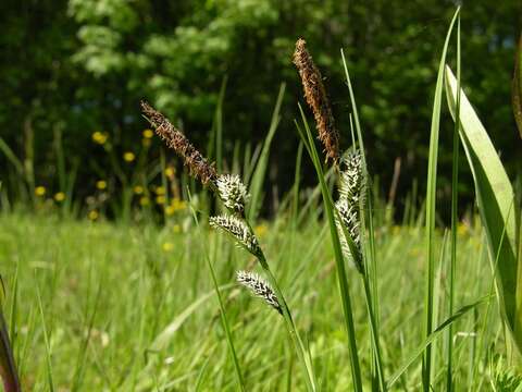 Image of Lesser Pond-Sedge