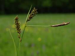 Image of carnation sedge