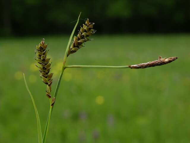 Imagem de Carex panicea L.