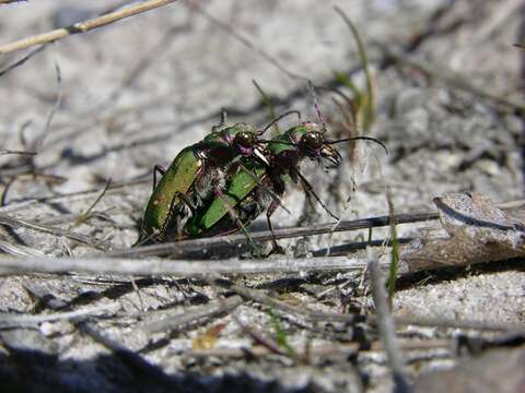 Image of tiger beetles