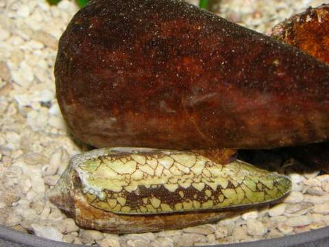 Image of cone snails