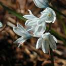 Image of Lebanon squill
