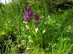 Image of Dactylorhiza majalis subsp. majalis