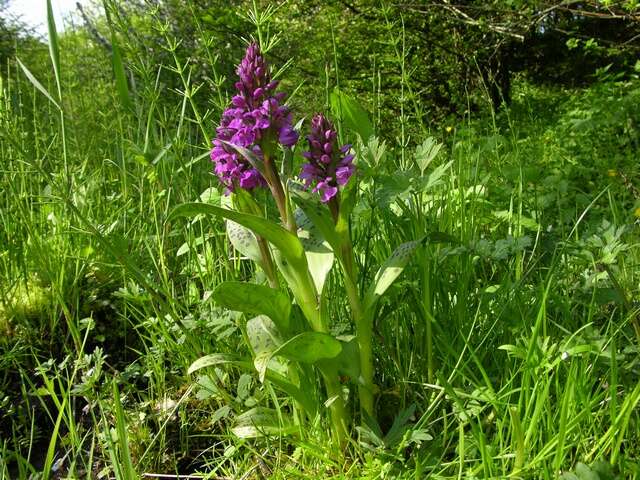 Image of Dactylorhiza majalis subsp. majalis