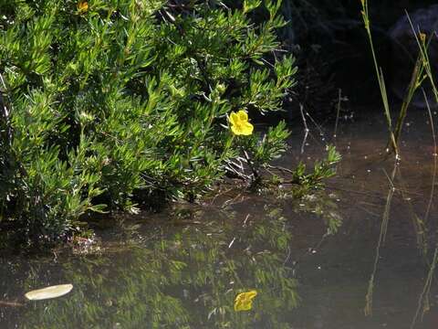 Image of shrubby cinquefoil