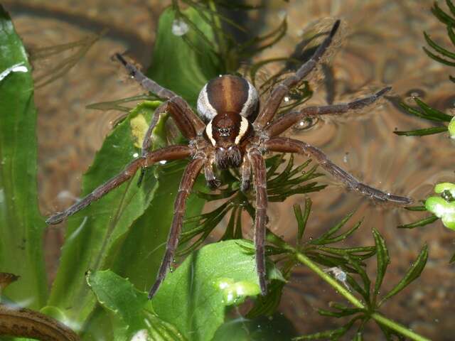 Image of Fishing Spiders