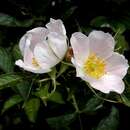 Image of <i>Rosa elliptica</i> subsp. <i>inodora</i>