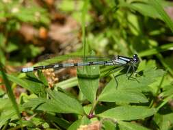 Image of bluet