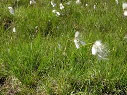 Image of cottongrass