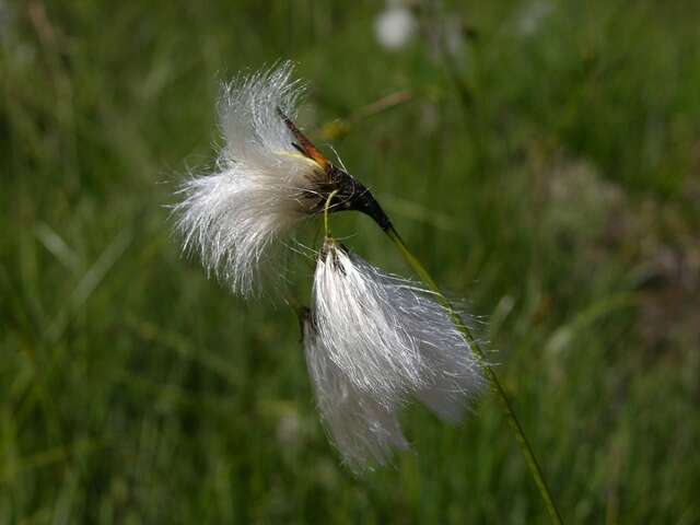 Image of cottongrass