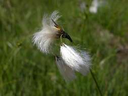 Imagem de Eriophorum