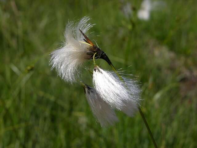 Image of cottongrass