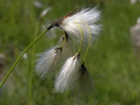 Image of cottongrass