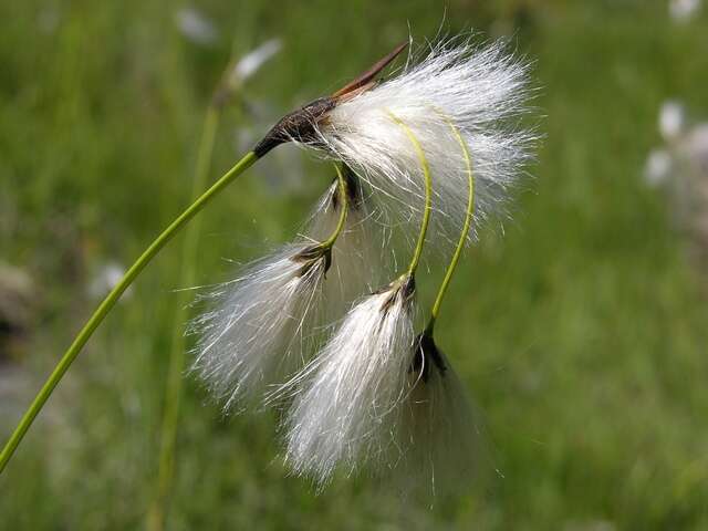 Imagem de Eriophorum